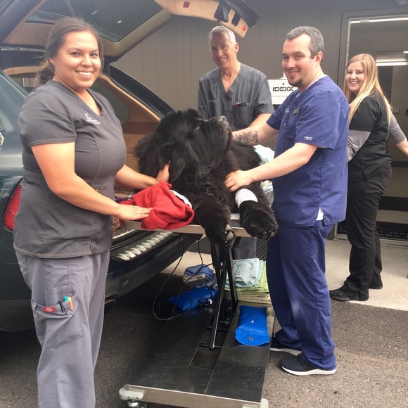 CrAzy Dog Lady! 🐶💖🐾 - Picture 4 of 16